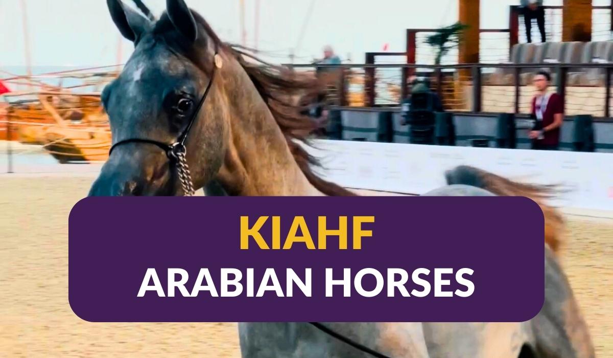 The Katara International Arabian Horse Festival